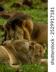 View of 2 lions sleeping on a dirt road in South Africa