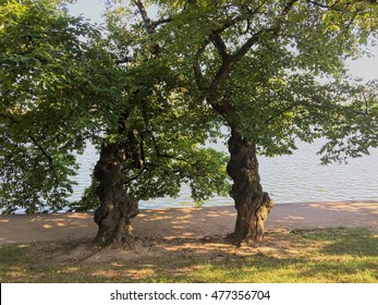 A view of 2 trees side by side creating and arch. Scenic view on a path at a park in Washington, DC. 