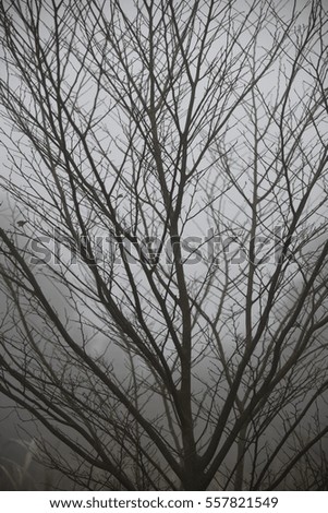 Similar – Foto Bild Fog Nebel Baum