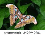 View from above. Beautiful Giant Atlas Moth is resting on the green  plant.