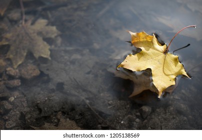 View From Above Of Bright Yellow Maple Leaf On Still Water Surface In Autumn Park, On Background Of Grey Brown Leaves Under Water At The Bottom, Mirror Reflection Of Maple Leaf In Water