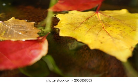 View From Above Of Bright Yellow And Red  Leafes On Still Water Surface In Autumn  
