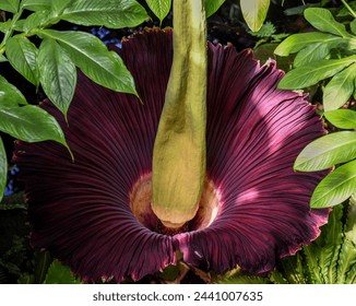 A view from above of a Corpse Flower in bloom in a greenhouse