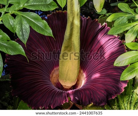 A view from above of a Corpse Flower in bloom in a greenhouse