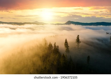 Blick von oben auf dunkle Mooody-Kiefern in Fichtennebelwald mit hellen Sonnenstrahlen, die durch Äste in Herbstgebirgen scheinen.
