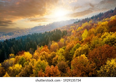 View from above of dense pine forest with canopies of green spruce trees and colorful yellow lush canopies in autumn mountains at sunset.