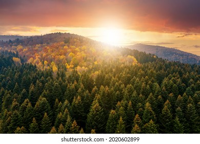 View from above of dense pine forest with canopies of green spruce trees and colorful yellow lush canopies in autumn mountains at sunset. - Powered by Shutterstock