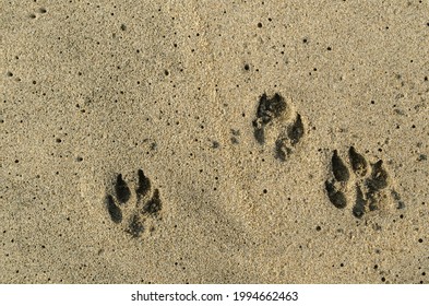 
View From Above Of Dog Paw Tracks Marked In The Sand