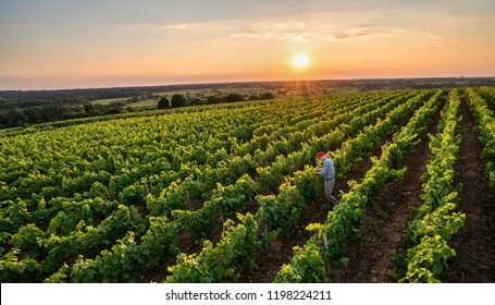 View From Above . A French Winegrower Working In His Vineyards At Sunset.