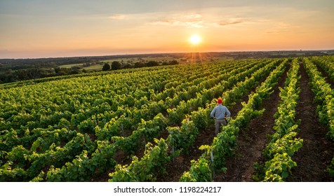 View from above . A french winegrower working in his vineyards at sunset.