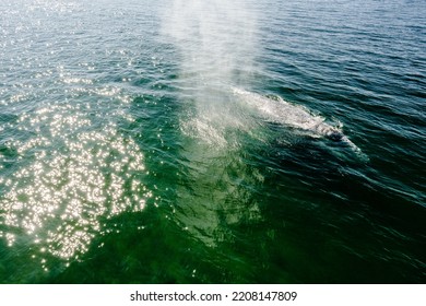 View From Above Of Gray Whale CRC2440 In Possession Sound