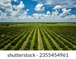 View from above of green farmlands with rows of orange grove trees growing on a sunny day in Florida