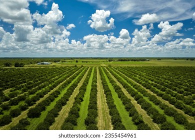 View from above of green farmlands with rows of orange grove trees growing on a sunny day in Florida - Powered by Shutterstock