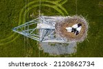 View from above. The nest of the Far Eastern stork on the top of the power line in the field. The chicks of the Red Book Far Eastern stork sleep in the nest.