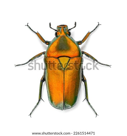 View from above of an orange Flower beetle, Chlorocala africana, isolated on white