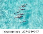 View from above of a pod of dolphins enjoying a swim in the ocean