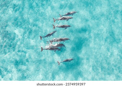 View from above of a pod of dolphins enjoying a swim in the ocean