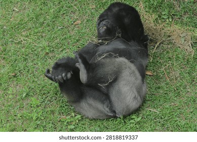 A view from above of a silverback gorilla rolling around in the grass