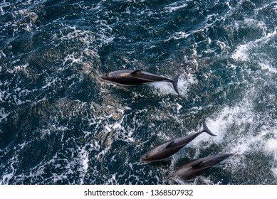 View From Above Of Three Dolphins Playing, Jumping Out Of The Water And Diving Back In, Beagle Channel, Argentina
