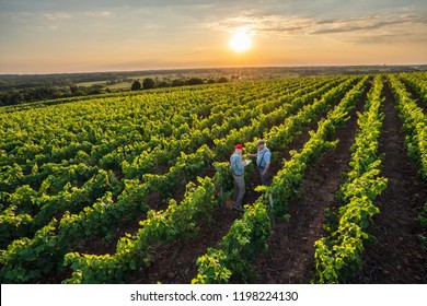 View From Above. Two French Winegrowers In Their Vineyards At Sunset. They Analyze The Results On A Digital Tablet.