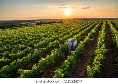 View From Above. Two French Winegrowers In Their Vineyards At Sunset.