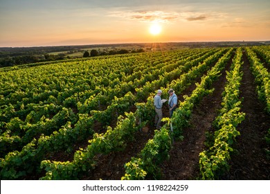 View from above. Two French winegrowers working in their vineyards at sunset. They are using a digital tablet. - Powered by Shutterstock