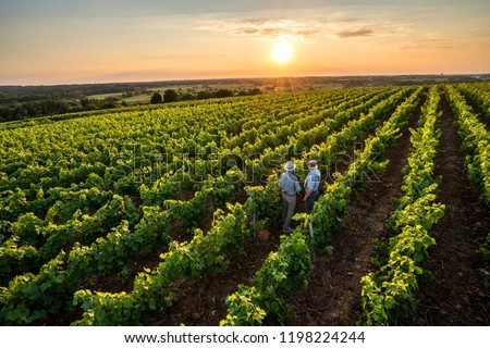 View from above. Two French winegrowers in their vineyards at sunset.
