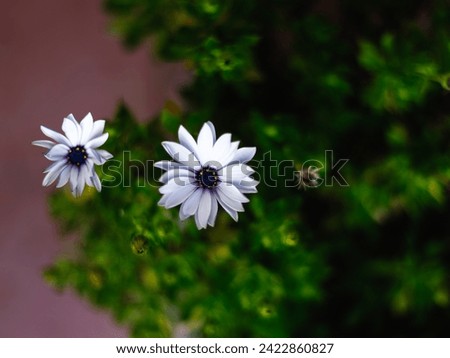 View from above of two white and purple Dimorphotheca flowers between green leaves. Minimalism, flowering and spring concept