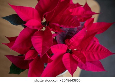 View from above of vibrant poinsettia also known as Euphorbia pulcherrima, flower with deep red leaves popular as indoor decoration during the winter holidays in regions where Christmas is celebrated - Powered by Shutterstock