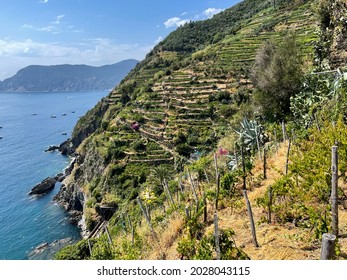 View From Above Of Wine Grape Terraces On Mountain Hills And Sea Landscape In Cinque Terre National Park In Liguria, Italy