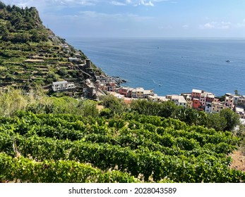 View From Above Of Wine Grape Terraces On Mountain Hills, Vernazza Village And Sea Landscape In Cinque Terre National Park In Liguria, Italy