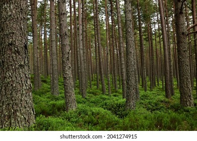 A View Across An Area Of Woodland In Glenmore Forest Near Aviemore In The Scottish Highlands. 