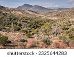 View across cacti and scrub.  Cave Creek Regional Park, Arizona
