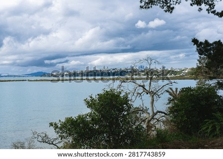View across harbour through leafless branches of dead tree to distant city skyline from Coyle Park in Point Chevalier.