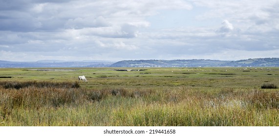 A View Across The Marshes Of North Gower.