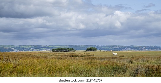 A View Across The Marshes Of North Gower.