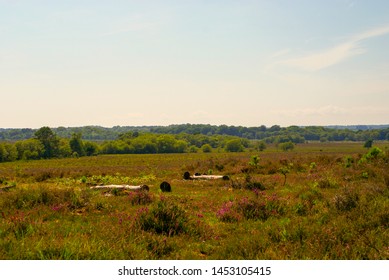 View Across New Forest Heathland Under The Warm Summer Sun At Dibden, New Forest National Park