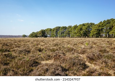 View across open dry heathland in spring. Evergreen trees in the background. Hiking in the UK