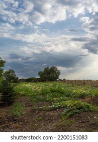 View Across A Pumpkin Patch To A Small Sapling Against Dramatic Clouds.