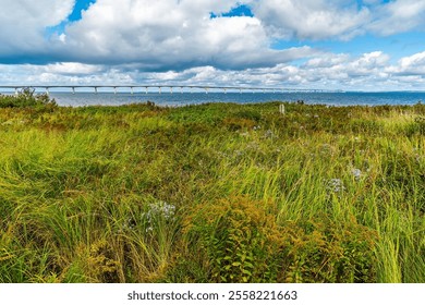 A view across the undergrowth towards the Confederation bridge, Prince Edward Island, Canada in the fall