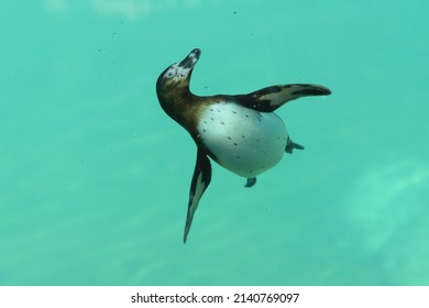 View Of An African Penguin Swimming In A Park