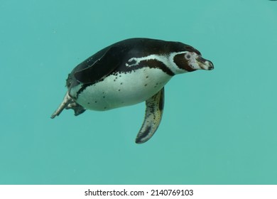 View Of An African Penguin Swimming In A Park