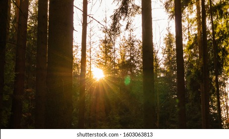 View against the sun in a spruce forest in the Czech Republic - Shutterstock ID 1603063813