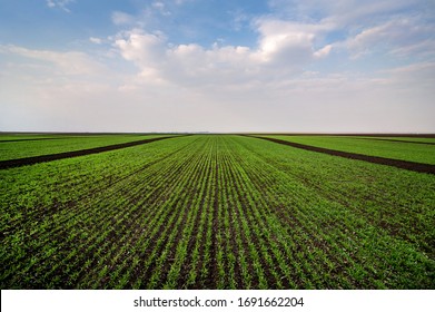 view of the agrarian landscape dividing the field into sectors of wheat with a beautiful sky