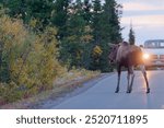 View of an Alaskan moose standing on the road in front of the car in the evening at Denali National Park, Alaska, USA