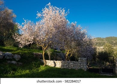 View Of Almond Tree Blooming With Beautiful Flowers In February Around Ruins Of Ancient Farm In The Nature Reserve Sataf Near Jerusalem, Israel