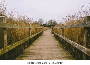 view along eerie boardwalk. wooden walkway through reeds of swamp and marshland. High contrast.  