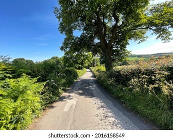 View Along, Hare Lane, With Wild Plants, Old Trees, And Distant Hills In, Pudsey, Leeds, UK