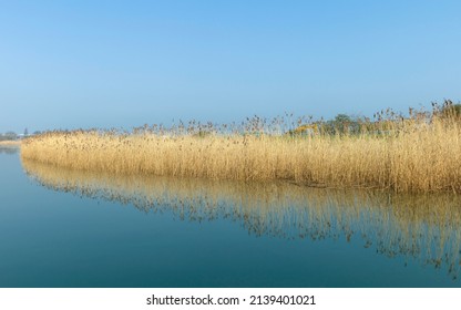 View along river Hull with tall yellow reeds running along one riverbank under bright clear blue sky and calm water on fine spring morning in Beverley, Yorkshire, UK.