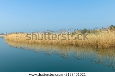 View along river Hull with tall yellow reeds running along one riverbank under bright clear blue sky and calm water on fine spring morning in Beverley, Yorkshire, UK.